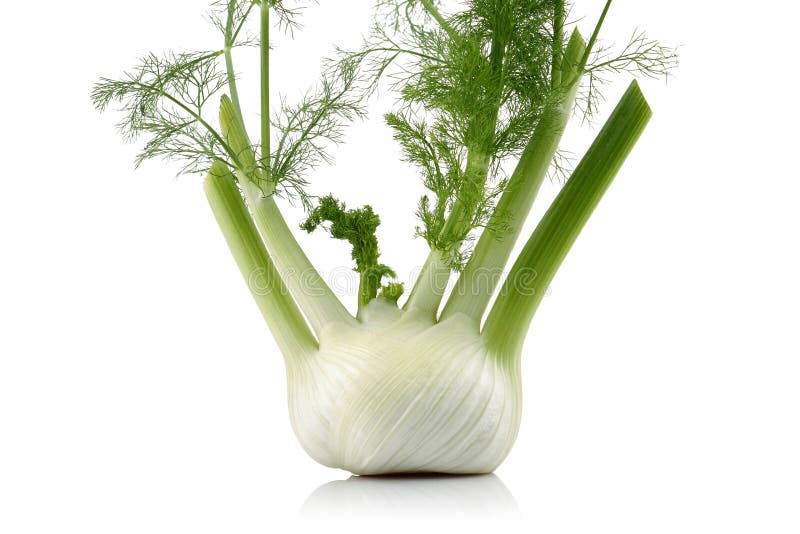 Fresh Fennel Bulb with Leaves Isolated on White Stock Photo Image of