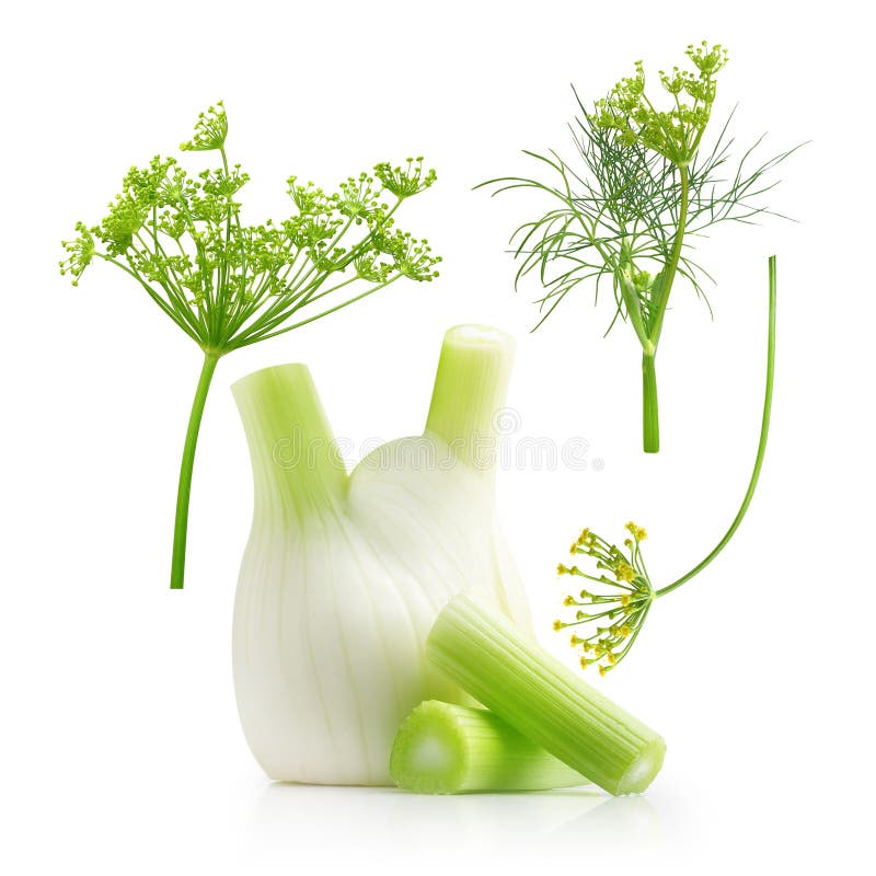 Fresh Fennel Bulb with Leaves Stock Photo Image of vegetarian, white