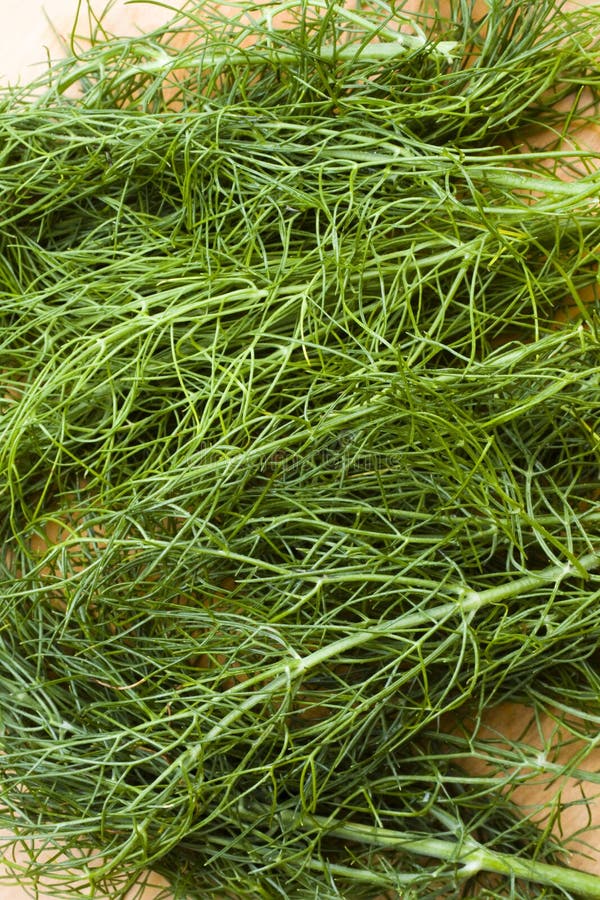 Fresh fennel leaves stock photo. Image of herb, coriander 17747104