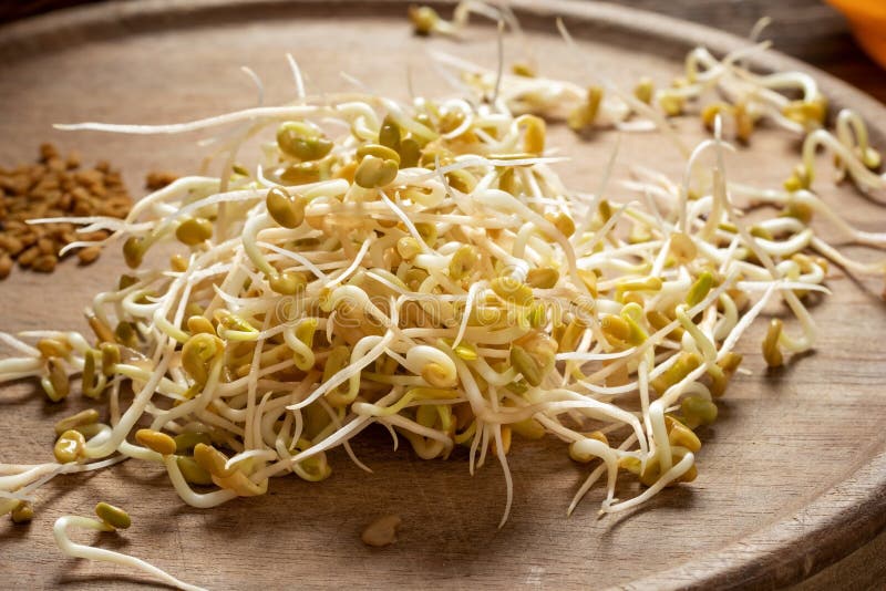 Fenugreek sprouts stock photo. Image of healthy, fenugreek 123983930