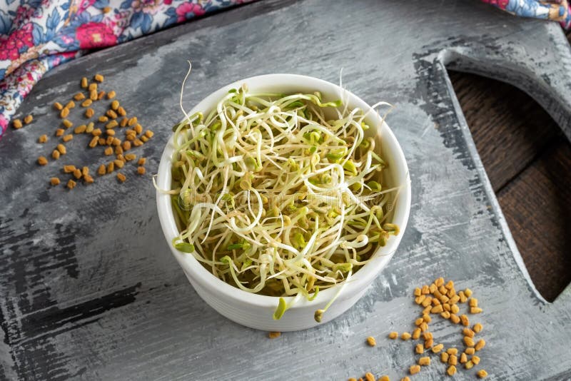 Fresh Fenugreek Sprouts in a White Bowl, with Dry Seeds Stock Photo