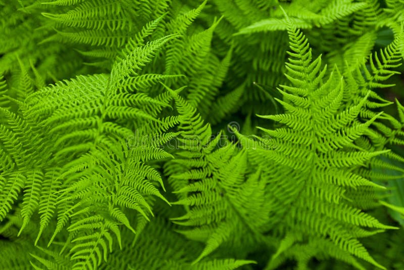 Fresh fern royalty free stock image Fresh fern royalty free stock image