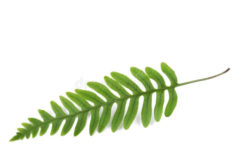 Fresh fern sprig royalty free stock photography Fresh fern sprig royalty free stock photography