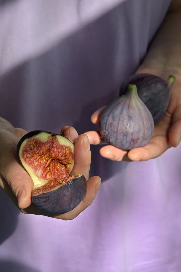 Ripe figs in woman hands stock image. Image of diet, ingredient 34820865