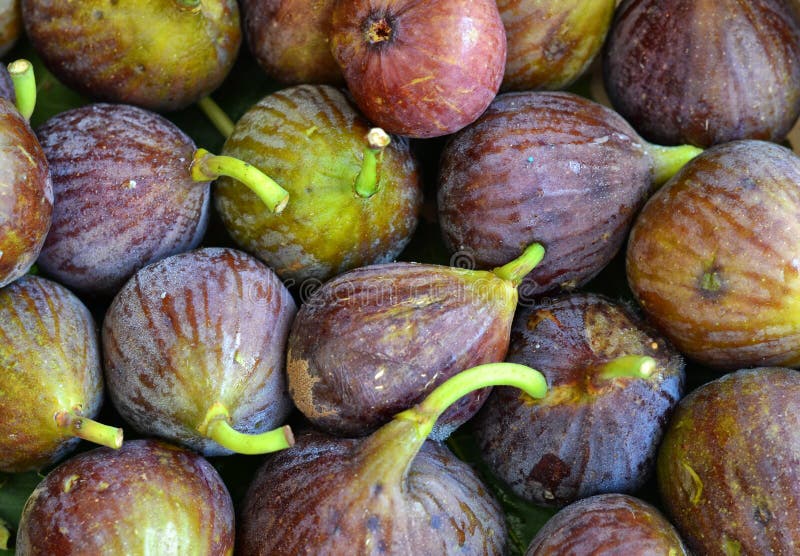 Fresh Figs