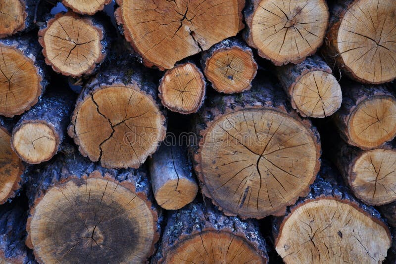 Fresh Firewood in an Evergreen Forest, Pine Logs Closeup Stock Photo