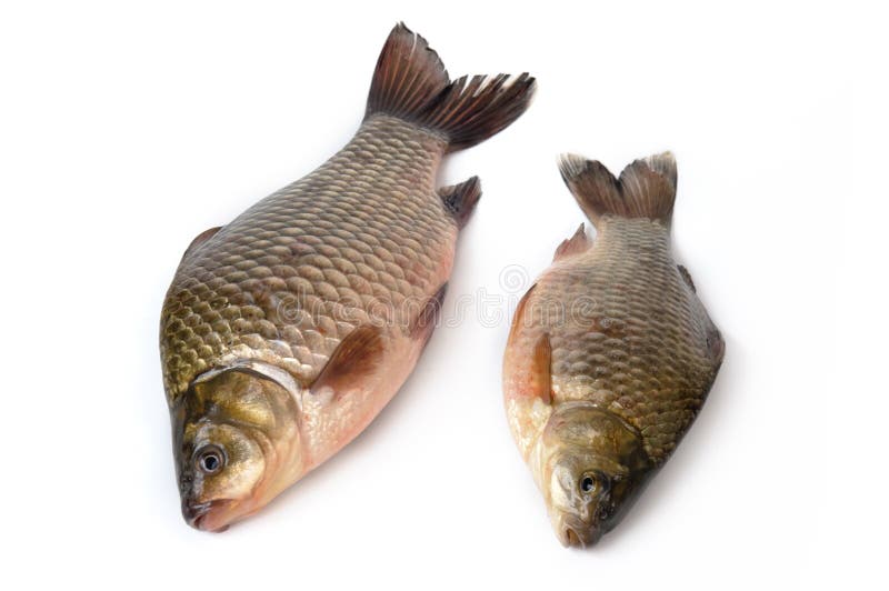 Fresh fish stock photo. Image of gill, white, seafood 13980640