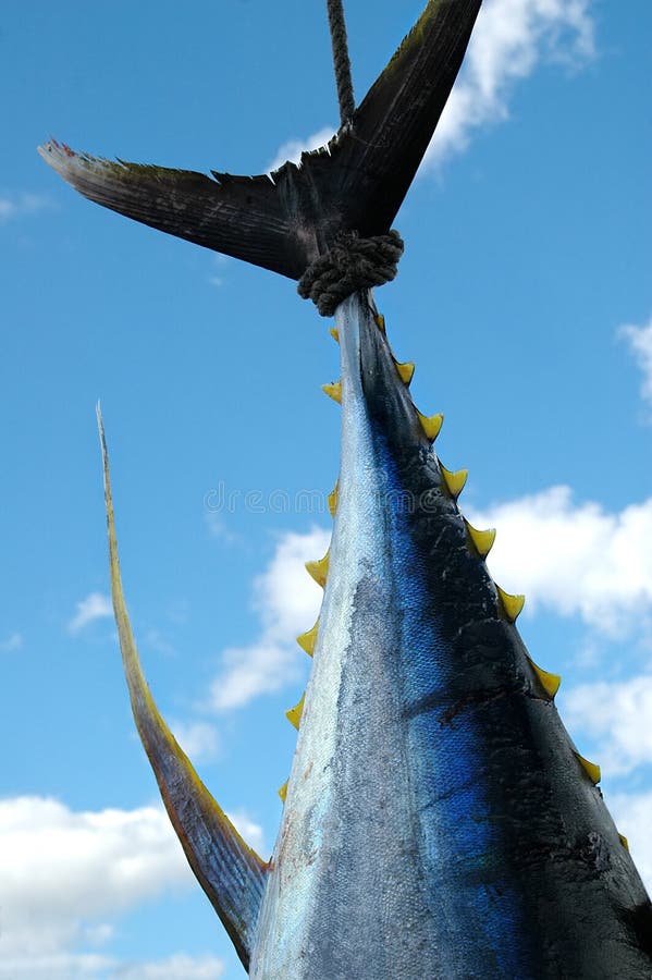 Di grandi dimensioni (68kg)Giallo, con alette di tonno appeso per la coda.