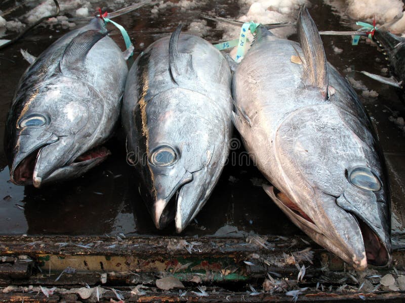 Appena Pescato Il Tonno Pronta Per Il Mercato.