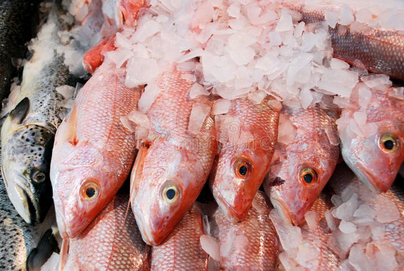 A fresh fish. stock image. Image of sale, orange, protein 14618077