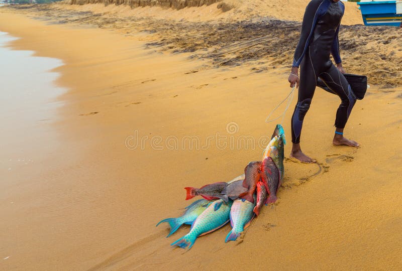 Fresh Fish on Beach by Fishermen, Stock Photo - Image of reel