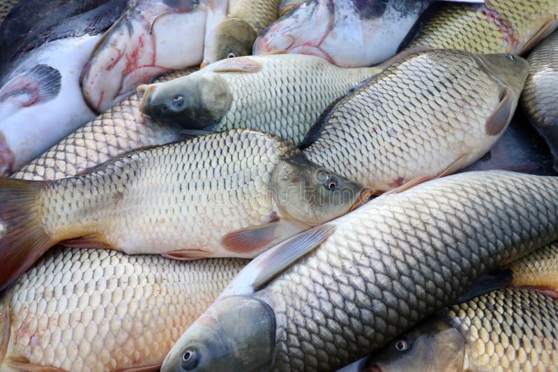Fresh fish Carp stock image. Image of fishes, delicious 133779847