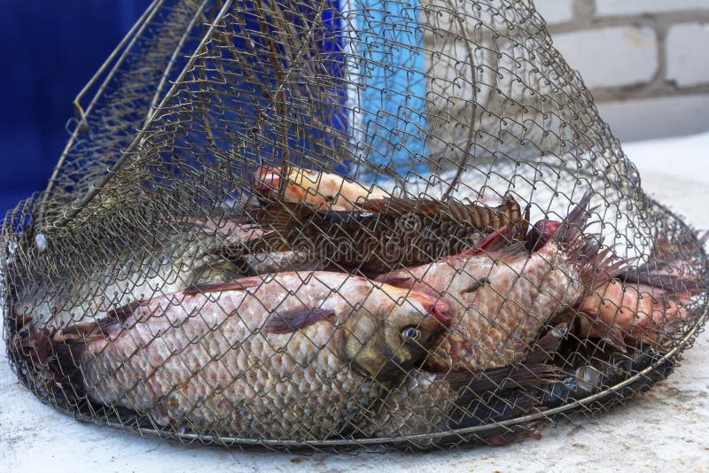 https://thumbs.dreamstime.com/b/fresh-fish-carp-metal-net-fishing-fisherman-s-catch-close-up-fresh-fish-carp-metal-net-fishing-fisherman-s-catch-195477434.jpg