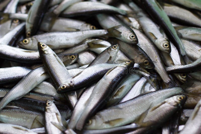 Fresh fish catch. stock image. Image of karelia, seafood 95613335