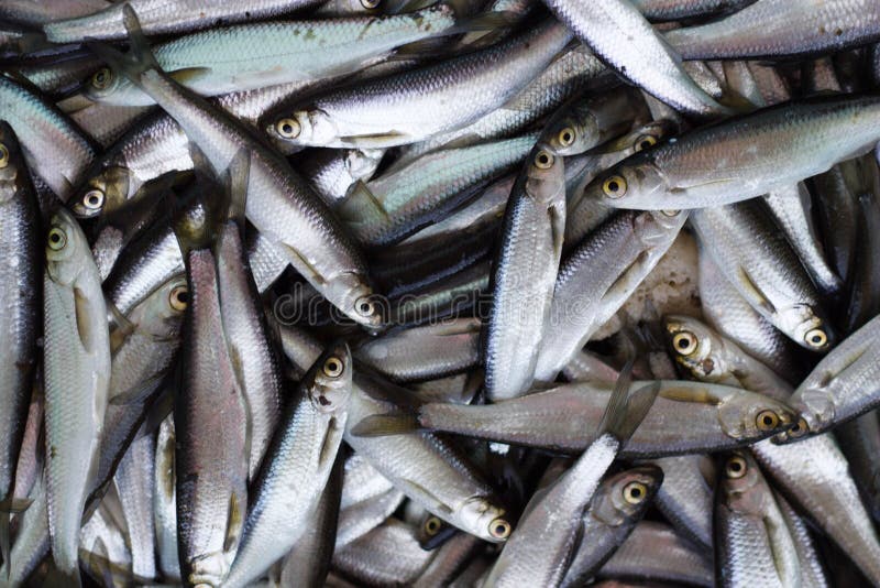 Fresh fish catch. stock image. Image of textures, nature 95613487