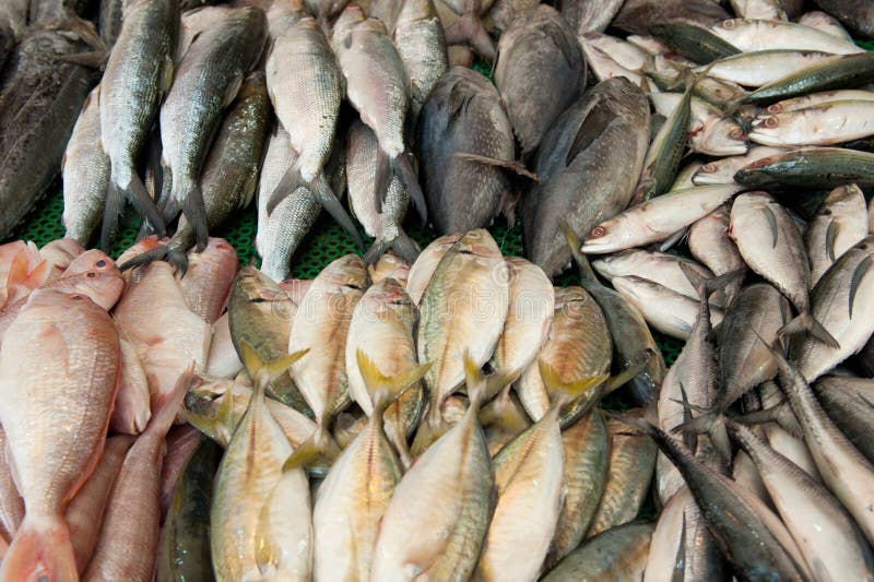 Fresh Fish at a Fish Market Stock Image Image of meal, dead 6709279