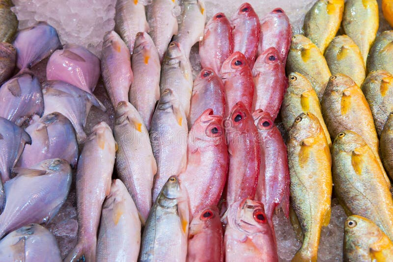 Fresh Fish at a Fish Market Stock Image Image of meal, dead 6709279