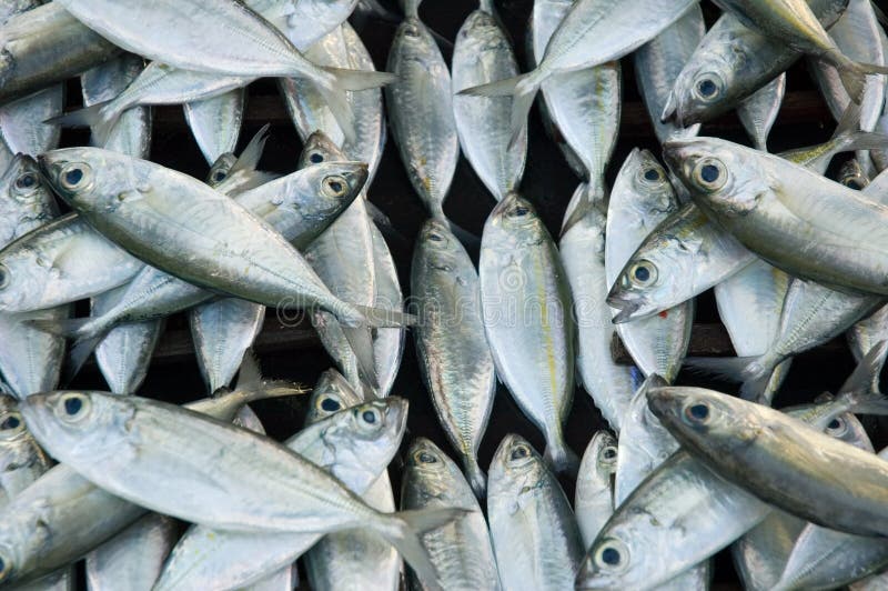 Fresh Fish at Makishi Seafood Market, Naha, Okinawa, Japan Stock Photo