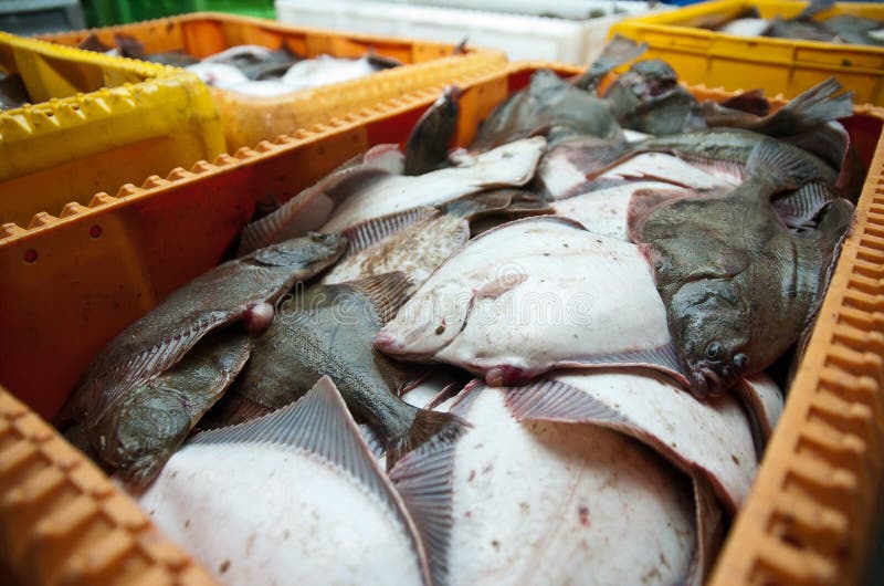 Fresh Flounder Fish in Shipping Container Stock Photo Image of iced