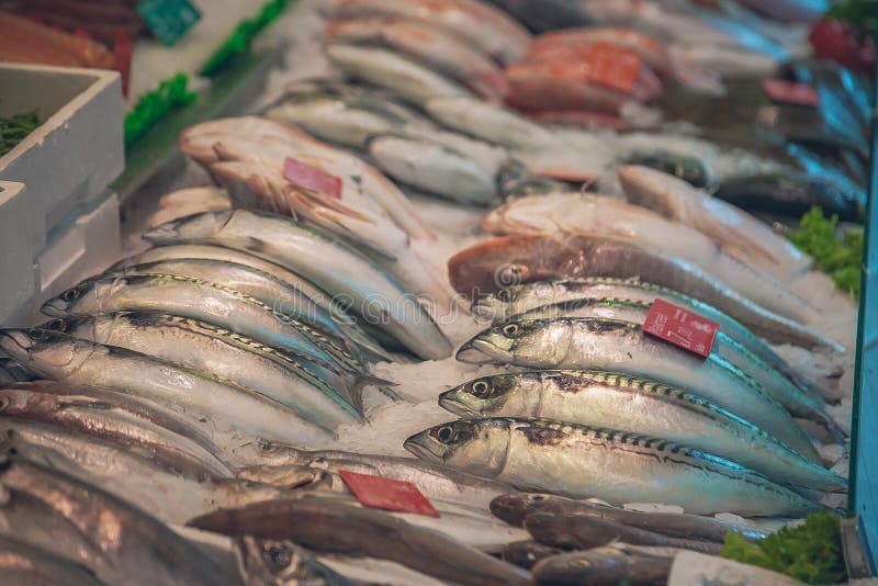 Fresh Fish on Ice stock photo. Image of fish, nature 159477760