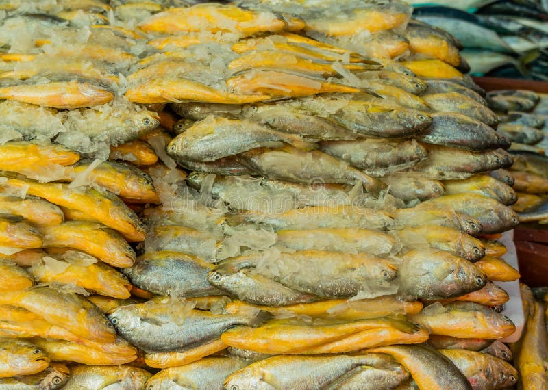 Fresh Fish on Ice for Sale at Open Air Market Stock Photo Image of
