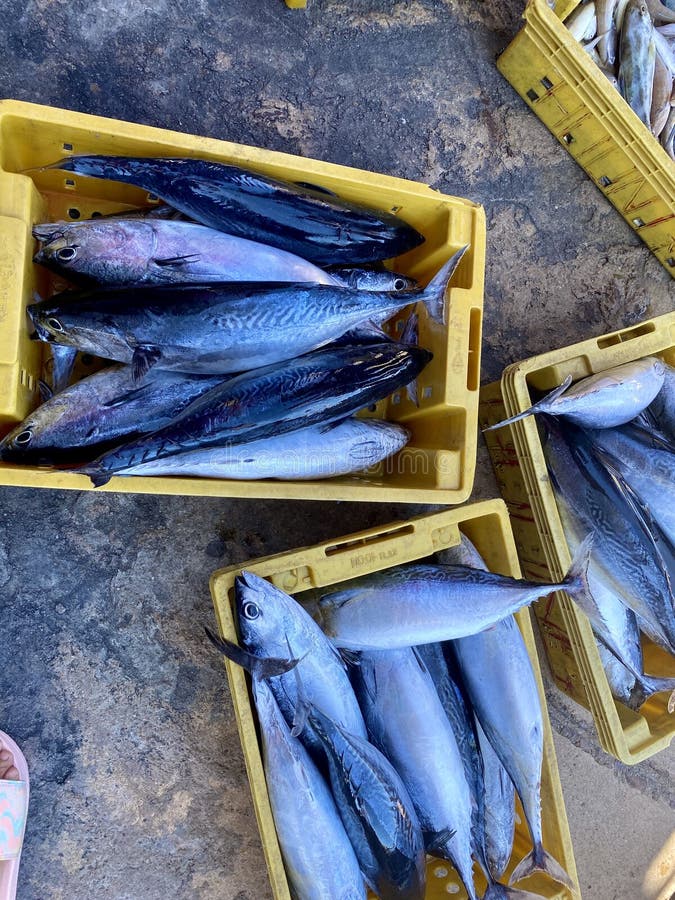 Fresh Fish at the Market. Blue Mackerel Fish Australasicus) on