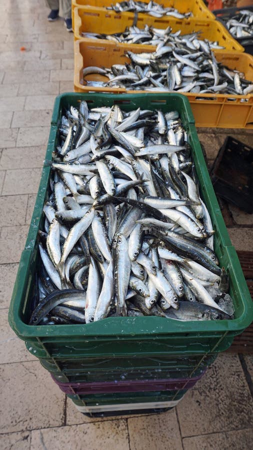 Fresh Fish from Fish Market in Split Stock Photo Image of fish