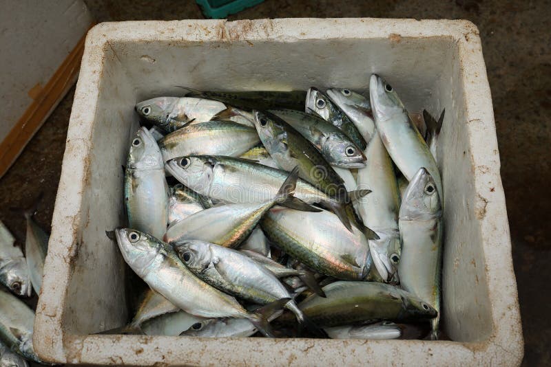 Fresh fish on sale stock photo. Image of freshness, sale 122852150