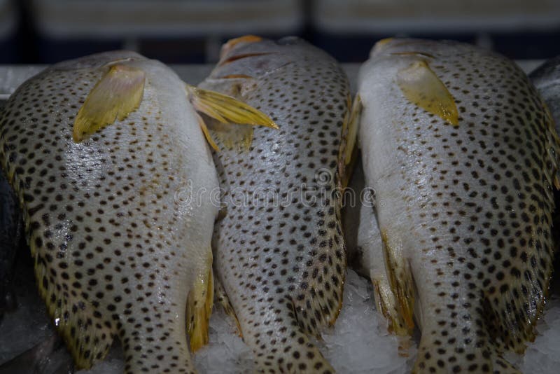 Fresh Fish Dubai Fish Market Stock Images Download 179 Royalty Free