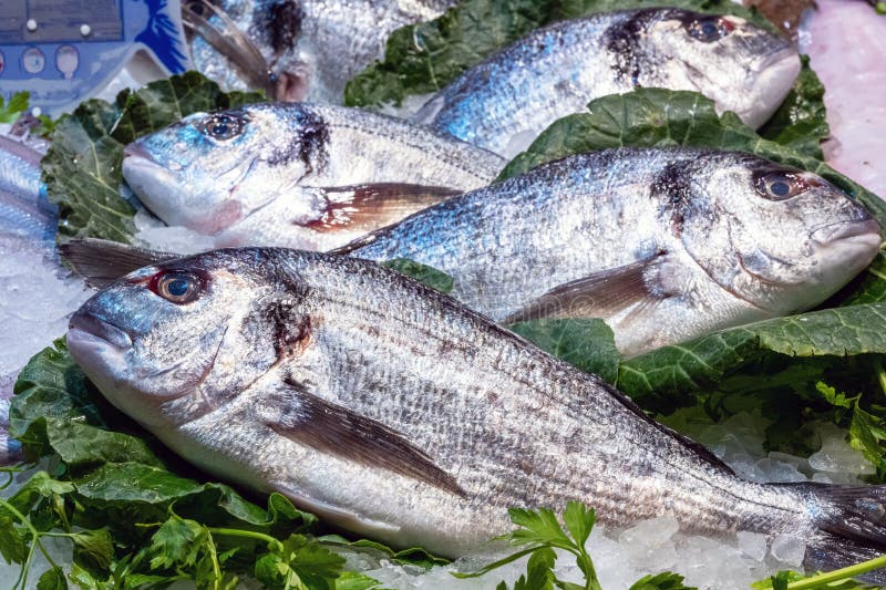 Fresh fish for sale stock image. Image of food, bream - 269658049
