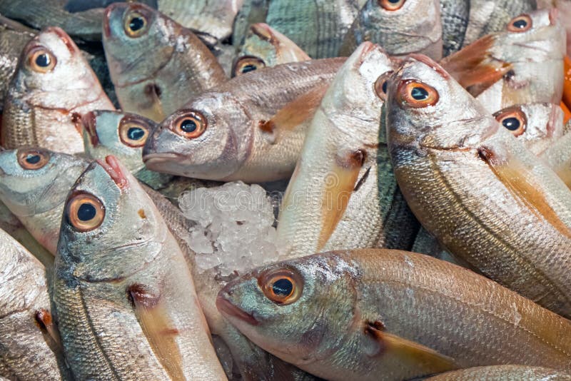 Fresh fish for sale stock photo. Image of diet, sale - 43562810