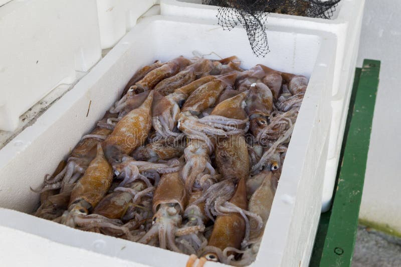 Fresh Fish and Shellfish in Cambrils Harbor, Tarragona, Spain. Stock