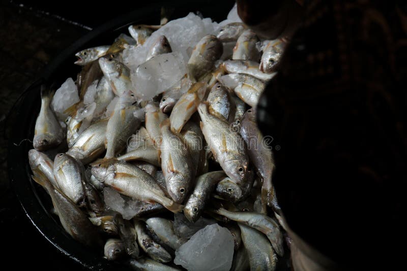 Fresh Fish in Traditional Asian Market Stock Photo Image of