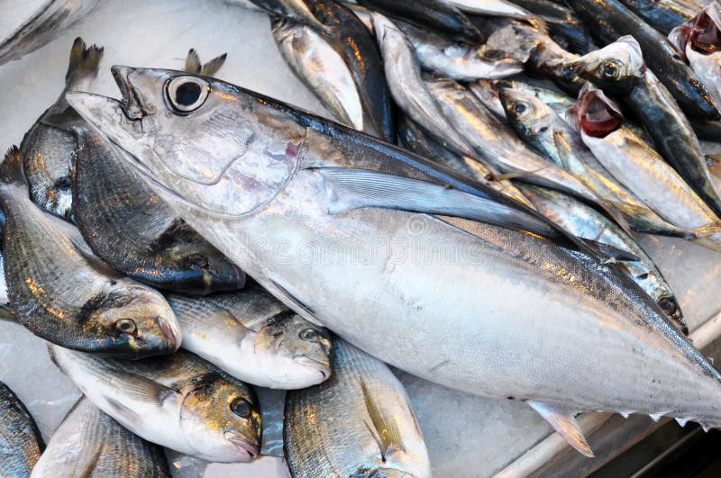 Fresh fish the tuna stock image. Image of good, scales 15393505