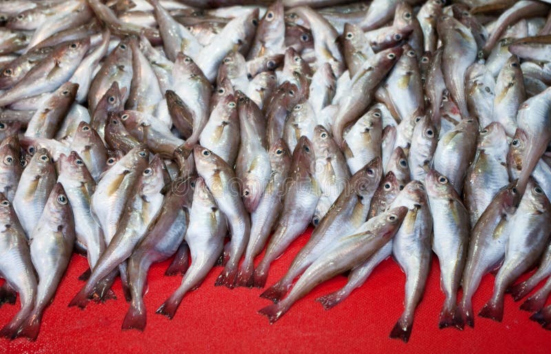 Fresh fishes at the market stock image. Image of selling 17840187