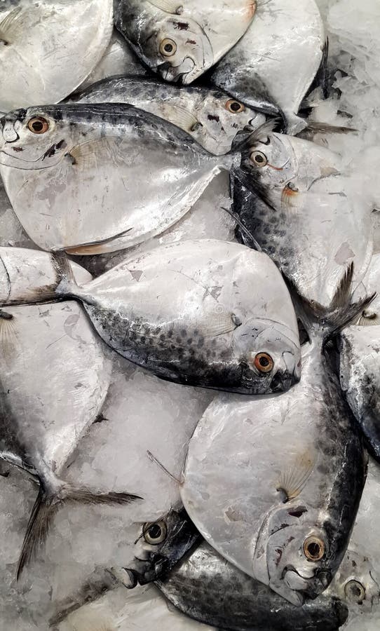 Fresh fishes stock image. Image of buying, hawker, large 36055665