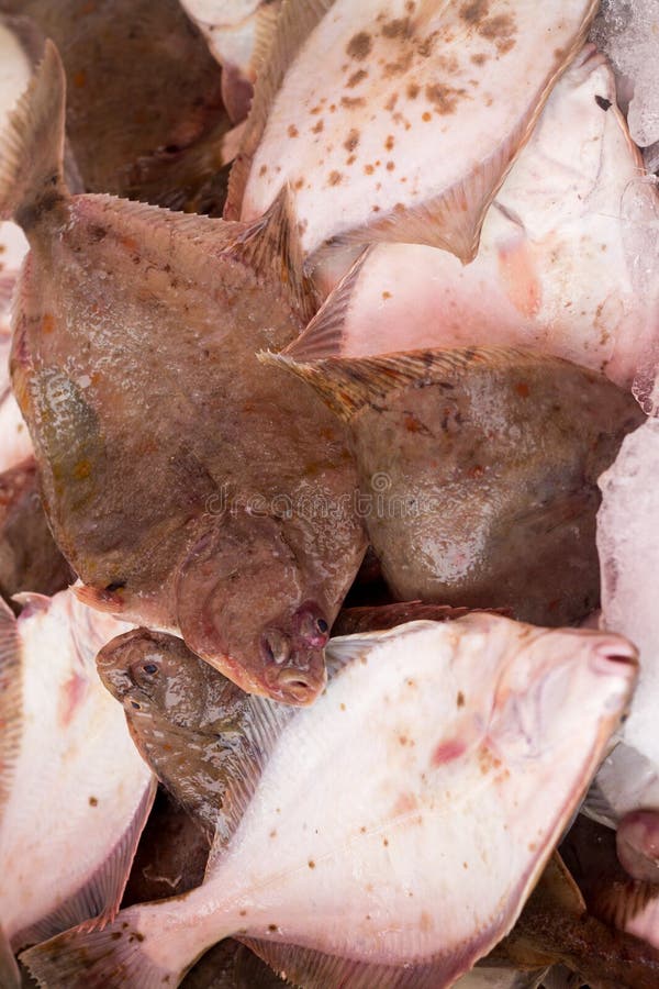 Fresh Flounder at the Fish Market Stock Photo Image of cooking