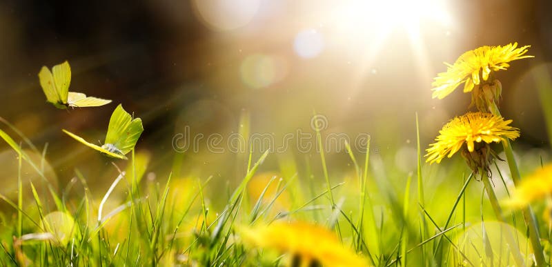 Easter spring flower background; fresh flower and yellow butterfly on green grass background. Easter spring flower background; fresh flower and yellow butterfly on green grass background