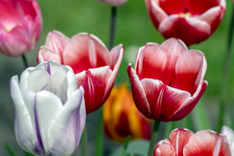 Fresh flowering tulips in springtime garden, beautiful early tulipa gesneriana flowers in bloom, various colors, flowers bunch