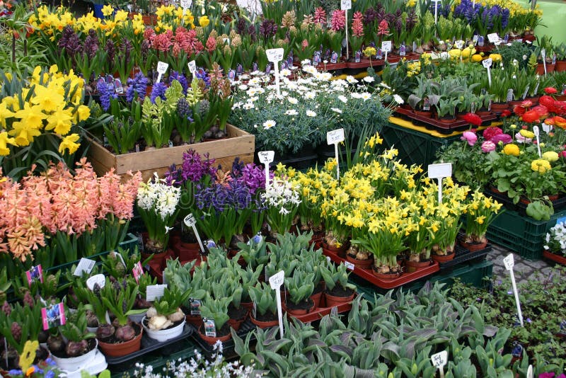 Flowers and herbs on sale stock photo. Image of caucasian 15752448