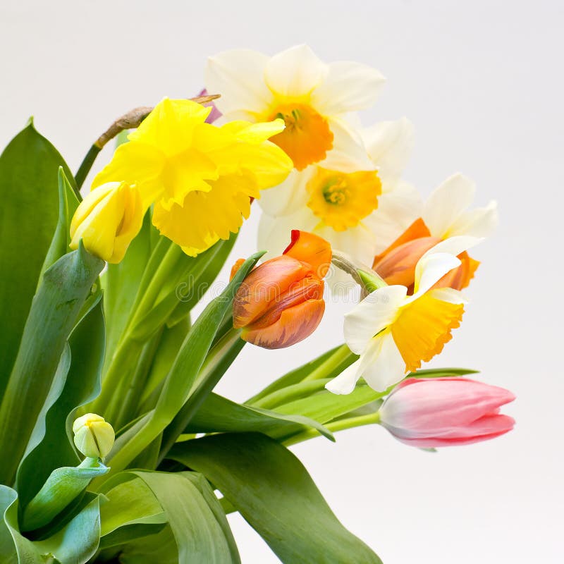 Tulips in Vase Valentine Day Stock Photo Image of fresh, green 28481754