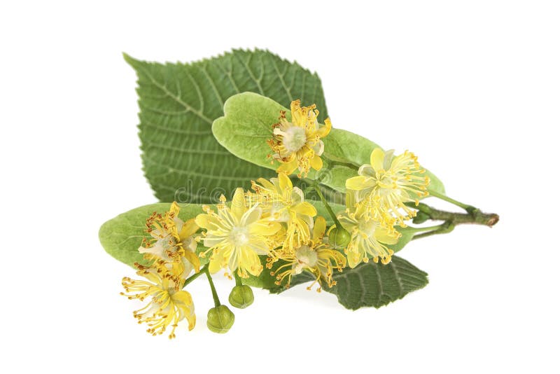 Fresh Flowers and Leaves of Linden Isolated on White Background Stock ...