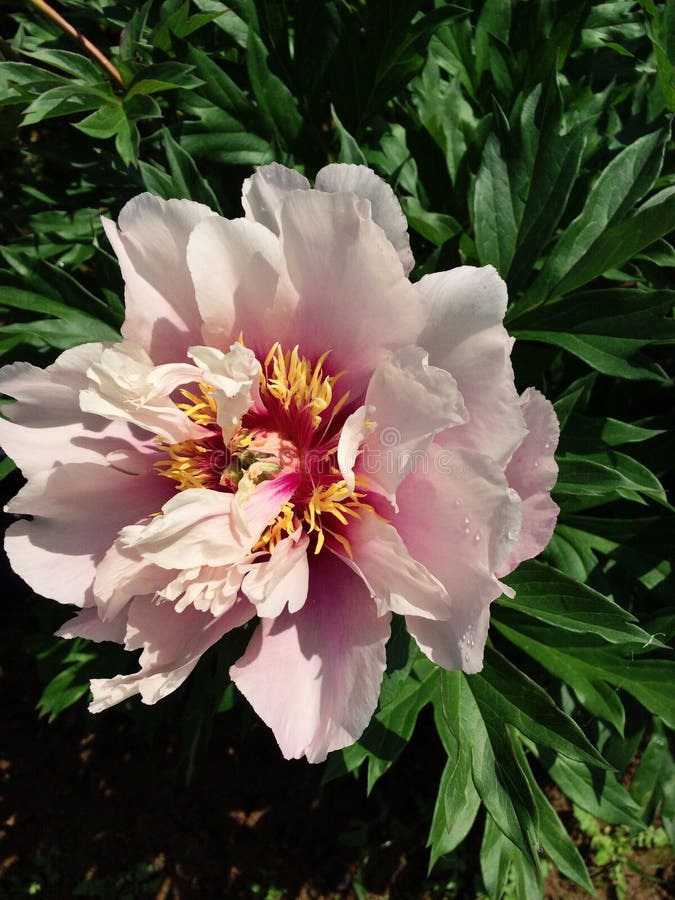 Garden Black Red Peony Flower Seeds Stock Photos - Free & Royalty-Free  Stock Photos from Dreamstime