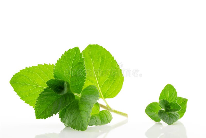 Fresh and Fragrant Mint Leaves with Water Drops Stock Photo Image of