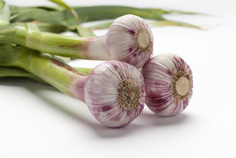 French garlic seller stock image. Image of unhappy, french 28107301