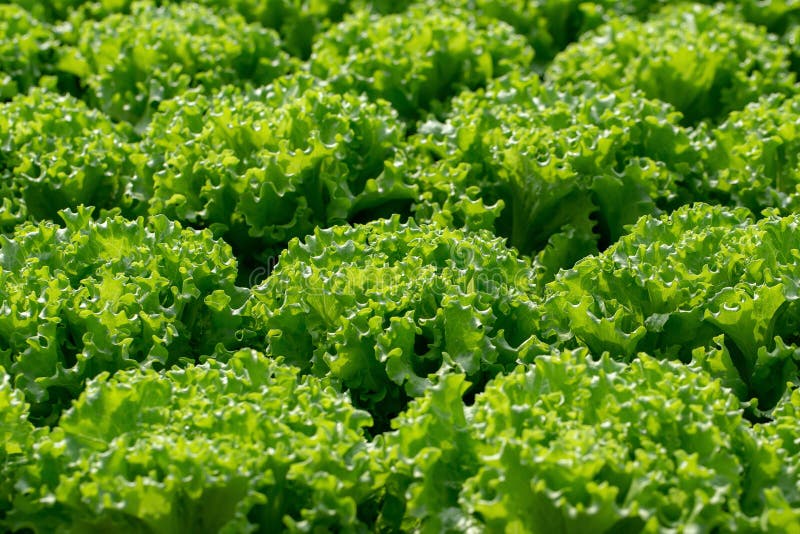 Frillice Iceberg Lettuce Vegetable Growing In Agricultural Farm Stock ...