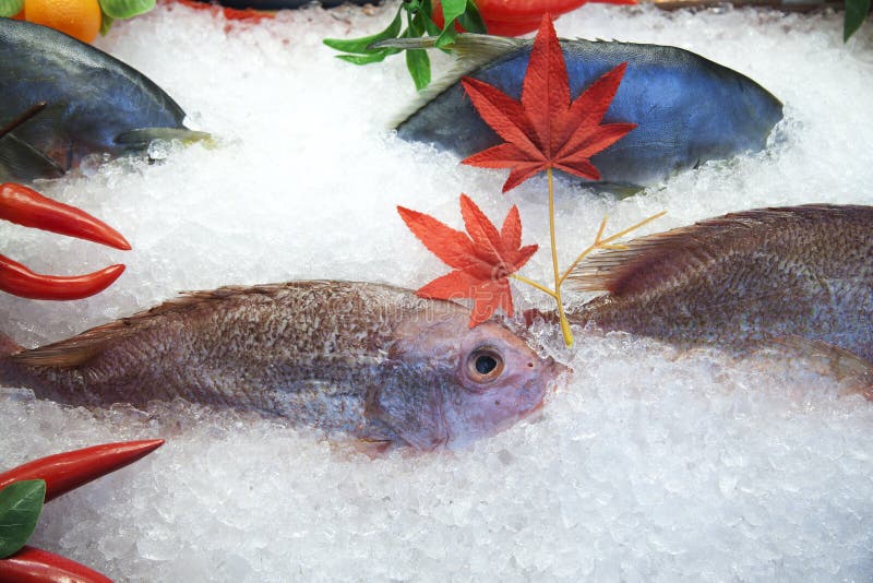 Frozen Fish stock photo. Image of diet, healthy, ingredient 25639948