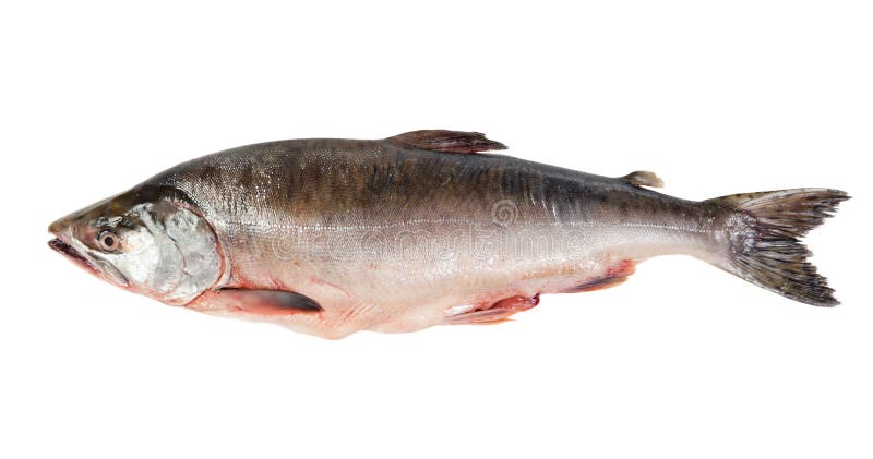 Fresh-frozen fish pink salmon. stock photography