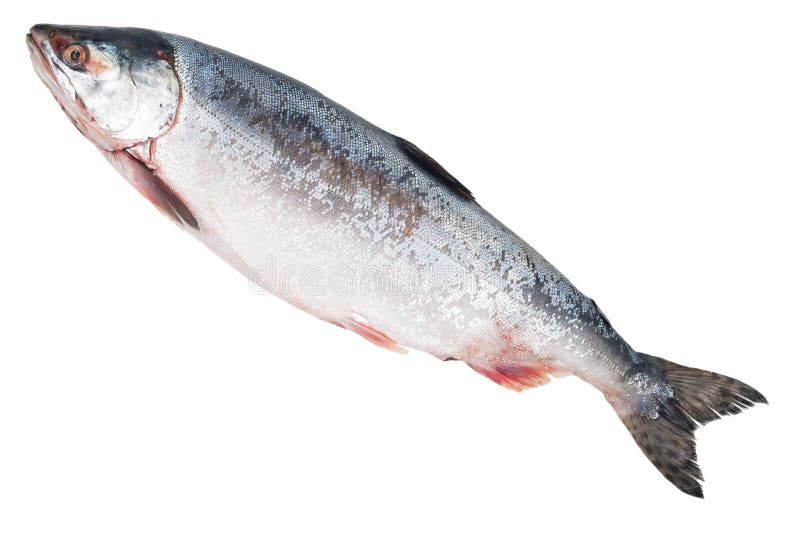 Fresh-frozen fish pink salmon stock photography