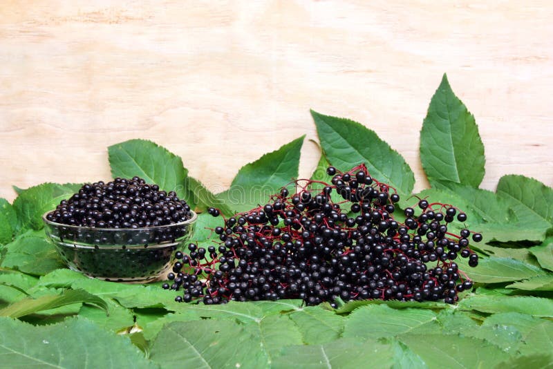 Fresh fruit elderberry stock photo. Image of leaves, medicine 33836750